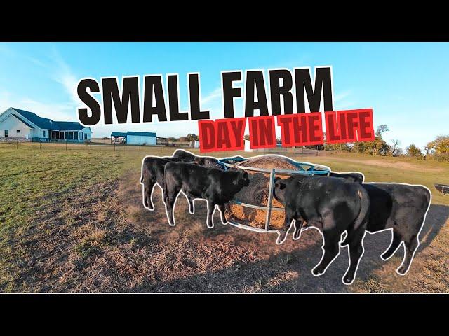 Small Cattle Farm | Day in the Life