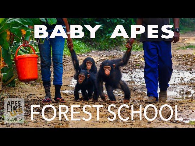 BABY APE FOREST SCHOOL