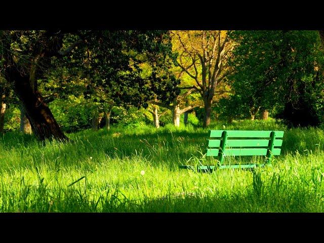 3 Hours Relaxing Piano Music Mix In Forest  Morning Music, Meditation Music, Positive Music