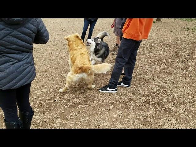 Dogs fighting at dog park