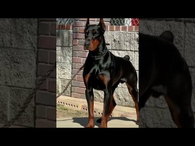 Venom the Doberman