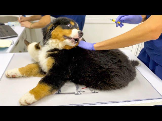 Bernese Mountain Dog Puppy First Visit to the Vet!