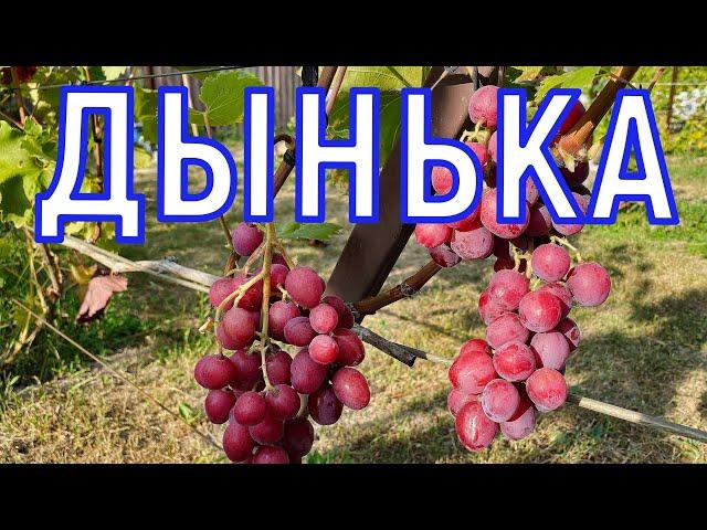 Виноград ДЫНЬКА 18.08.2024