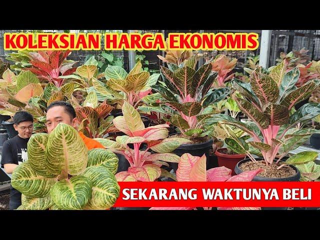 NYESEL GAK BELI‼️ Sekarang waktunya beli aglonema koleksian ~ 605