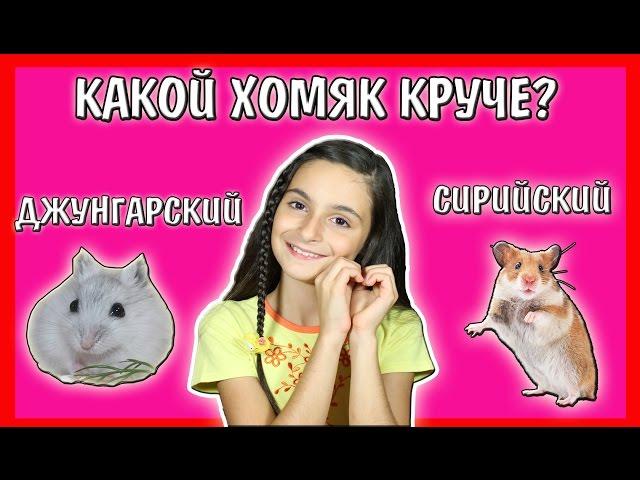 СИРИЙСКИЙ ИЛИ ДЖУНГАРСКИЙ ХОМЯК? / КАКОЕ ЖИВОТНОЕ ЗАВЕСТИ? / КАКОЙ ХОМЯК ЛУЧШЕ? / Alisa Easy Pets