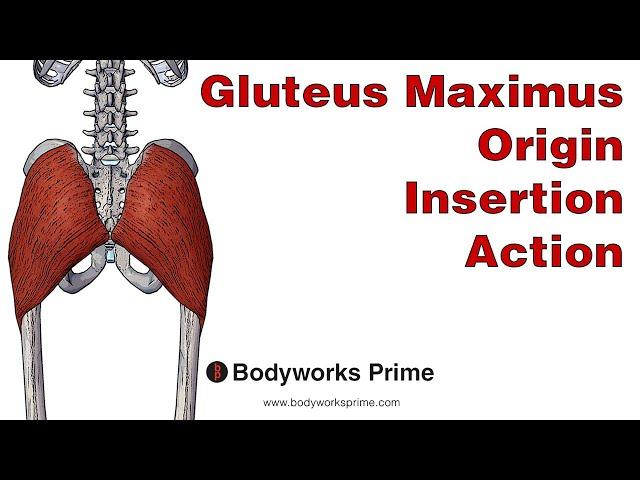 Gluteus Maximus Anatomy: Origin, Insertion & Action