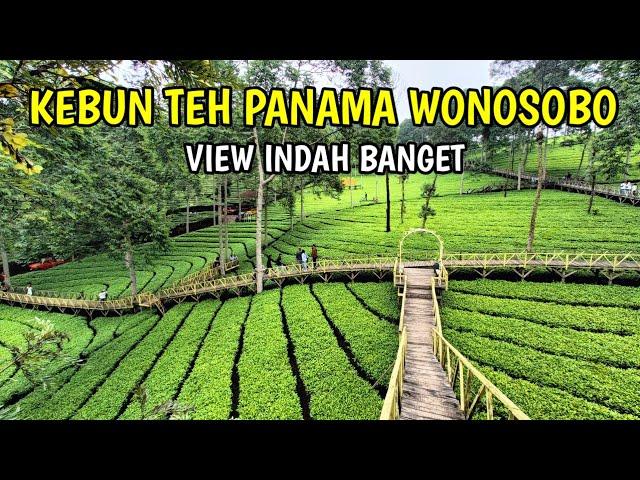 WISATA ALAM KEBUN TEH PANAMA WONOSOBO || Wisata Wonosobo