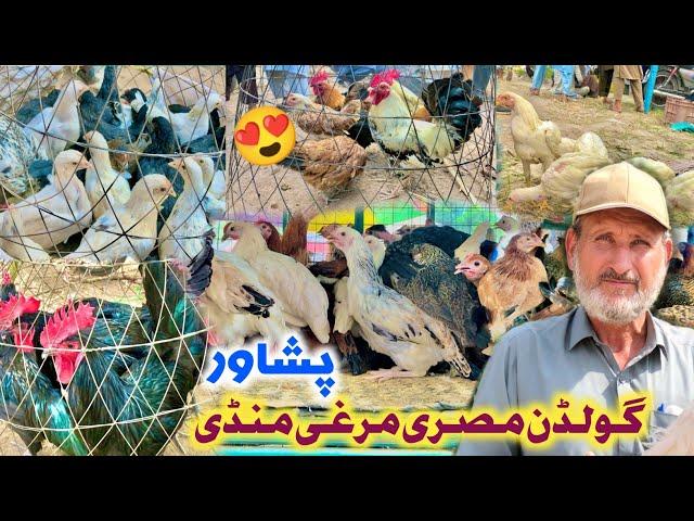 Golden Misri Murgha Mandi Peshawar 2023 | Golden Misri Hen Farming 2024 | Khyber Social Tv