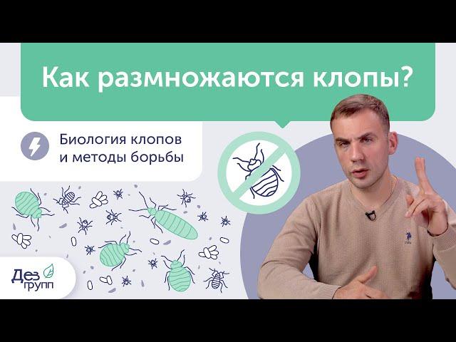 Все про размножение клопов | Жизненный цикл клопов и методы избавления от клопов