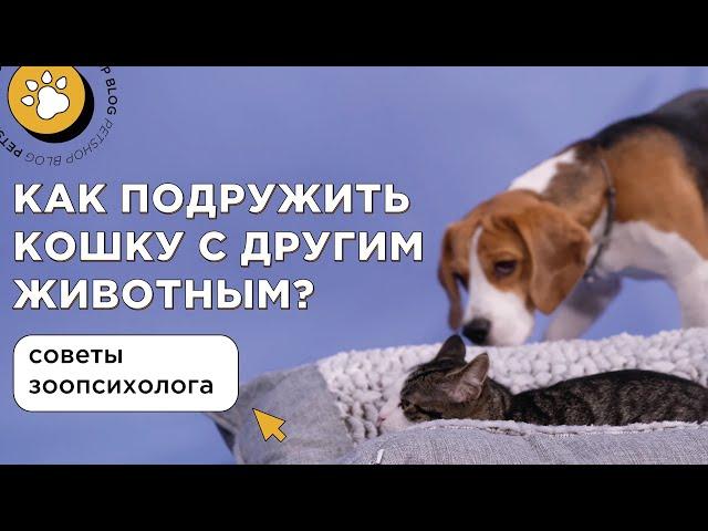 Как подружить кошку с другим питомцем? Советы зоопсихолога фелинолога.