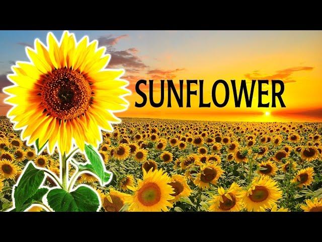 СОНЯШНИКИ | SUNFLOWERS | UKRAINE | 4K