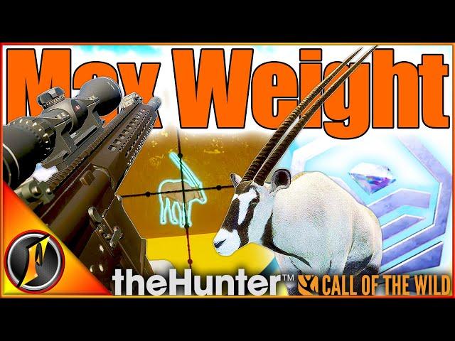 The WRONG Max Weight Diamond Gemsbok 🫣 | Gemsbok Grind in theHunter Call of the Wild~