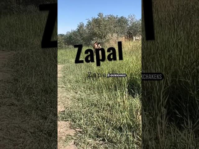 Zapal video uzbeklarga nima bolyapdi #zapaluz