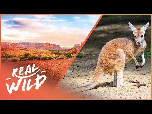 Surviving The Harsh Australian Outback | Australia's Wild Places | Real Wild