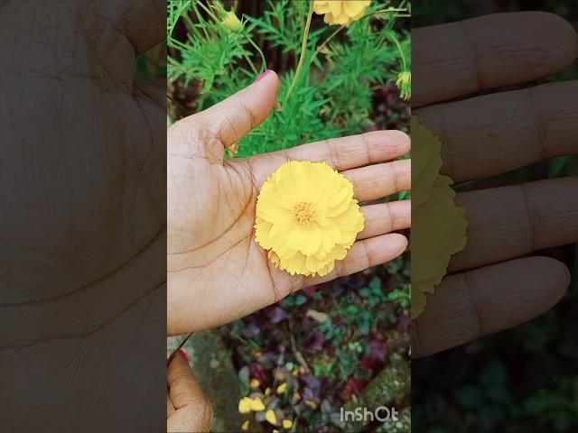 Cosmos Bright Yellow Flower Blooming #short #cosmos #blooms #gardening