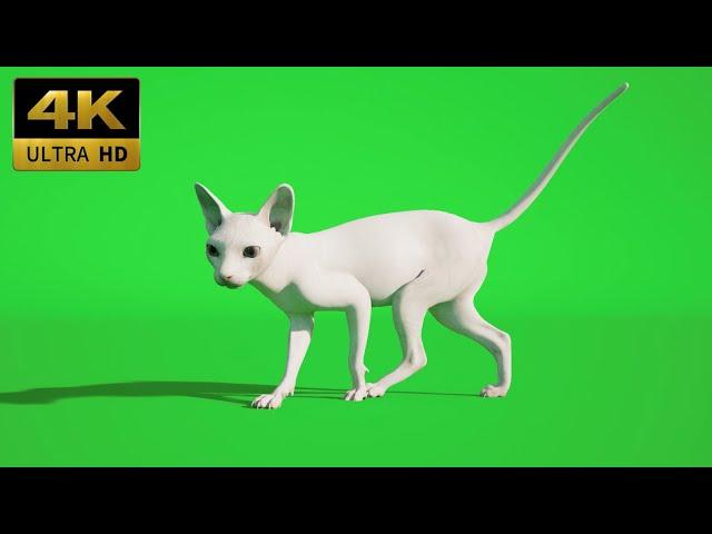 031 - Green Screen | Chroma Key | Animal 4K | Cat