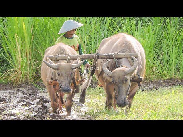 Traditional! Plowing The Fields With Buffalo