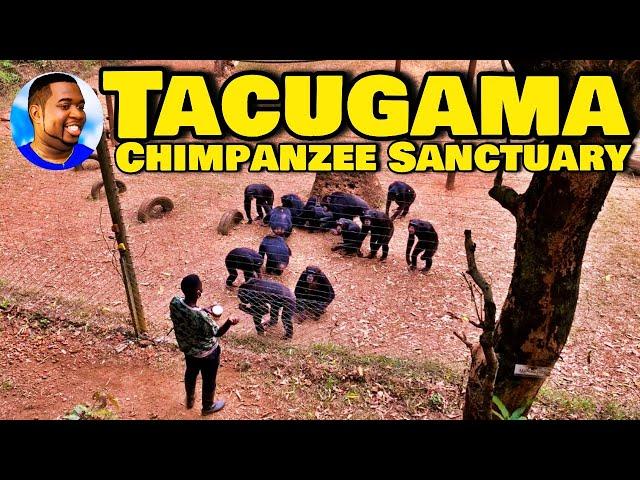 TACUGAMA CHIMPANZEE SANCTUARY - Freetown Sierra Leone   Tour 2022 - Explore With Triple-A