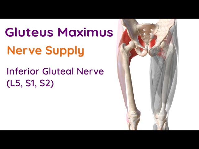 Gluteus Maximus Muscle - Anatomy Exam Revision #shorts