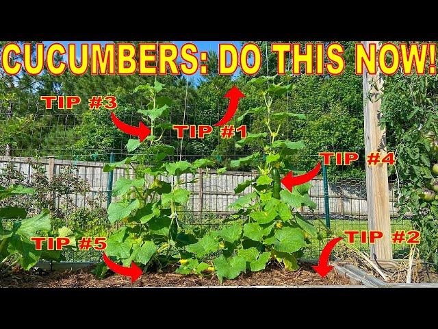 Your Cucumbers Will LOVE You For This: 5 Things To Do NOW!