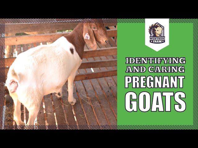 Westsidefarm | Identifying and Caring Pregnant Goats