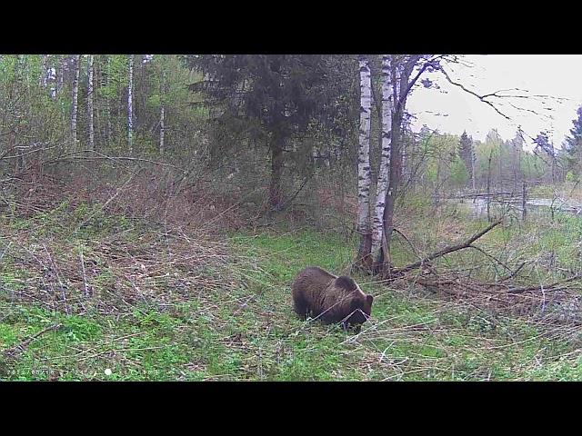 Встреча с Медведем в лесу, на фотоловушку чем питаются медведь весной ?