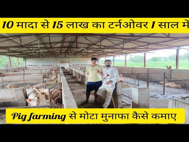 10 मादा से 15 लाख का टर्नओवर 1 साल में Pig farming से मोटा मुनाफा कैसे कमाए। Pig farm Rajasthan #nlm