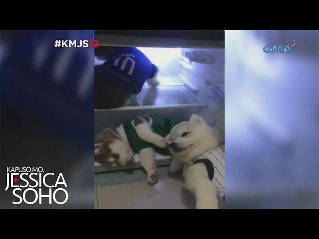 Kapuso Mo, Jessica Soho: Husky puppies, cool dogs!