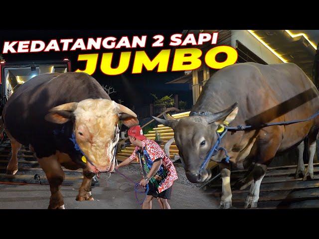 TOTAL BARU 4 SAPI JUMBO YANG DATANG ‼️SIAPA LAGI YA..?