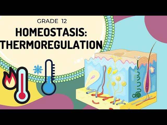 HOMEOSTASIS | Thermoregulation | Easy to Understand