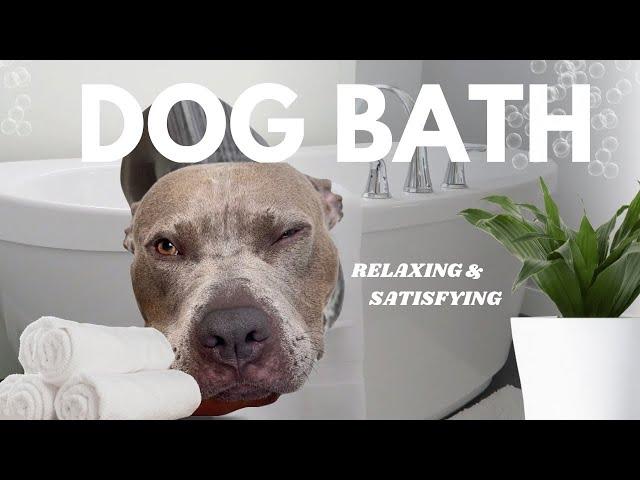 Dog Bath Routine ASMR #dogbath #dogbathroutine #viral #asmr #satisfying #pitbull