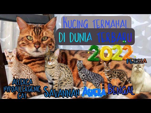 Luar biasa mahal,5 jenis kucing termahal di dunia terbaru 2022.