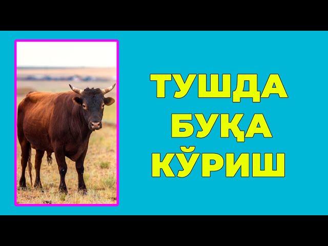 Туш табири - Тушда Хукиз бука новвос куриш