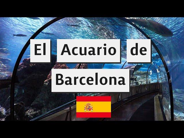 Vacaciones pagadas por mi sugar, ¿Vale la pena el Acuario de Barcelona?