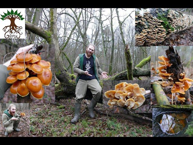 Leckere Winterpilze im Laubwald der Samtfußrübling  - Spaßiger Neujahrs Spaziergang