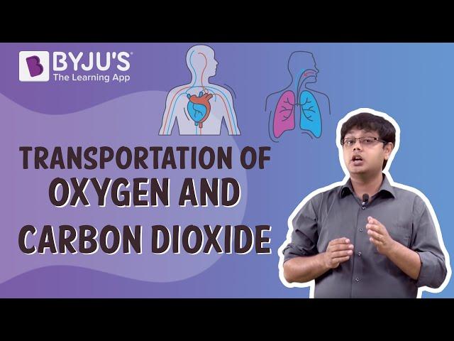 Human Body-Transportation Of Oxygen and Carbon Dioxide