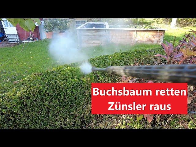 Buchsbaum retten  Zünsler raus  Film 126