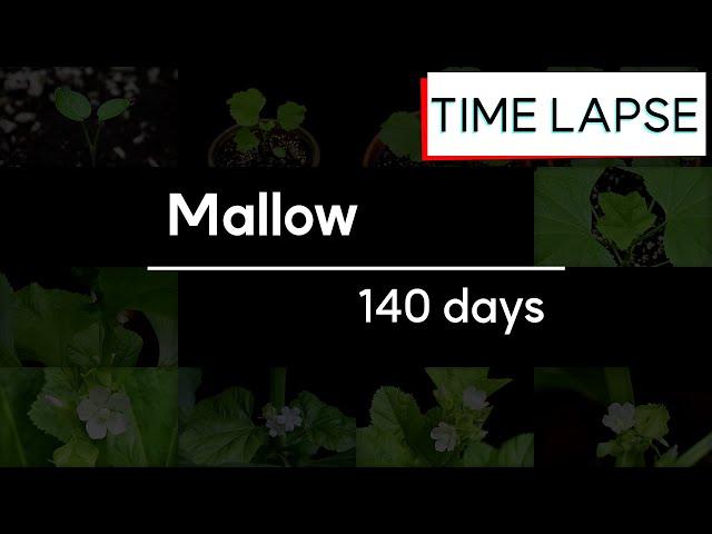 [Full] Mallow Life Cycle Time Lapse 4K | House Plant | Instrumental Music | Home Gardening
