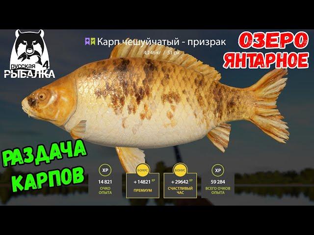 ЦВЕТНЫЕ КАРПЫ НА ЯНТАРНОМ ОЗЕРЕ КОТОРЫЕ НЕ КЛЮЮТ! РУССКАЯ РЫБАЛКА 4 РР4