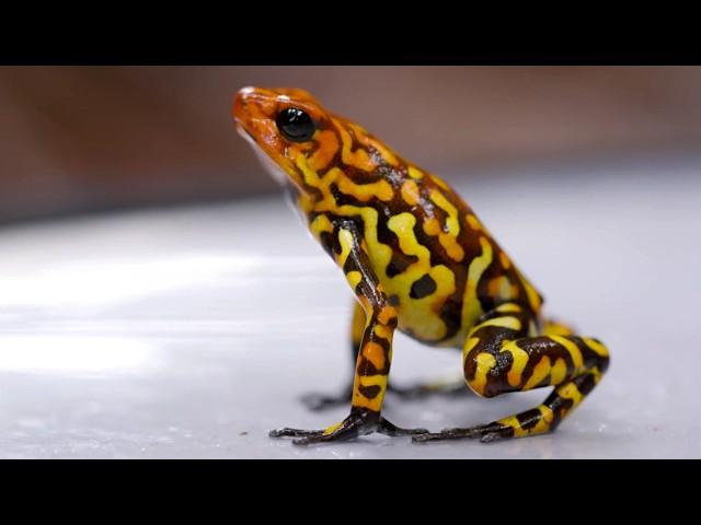 Colombia's Rainforest: Poison Frog Paradise