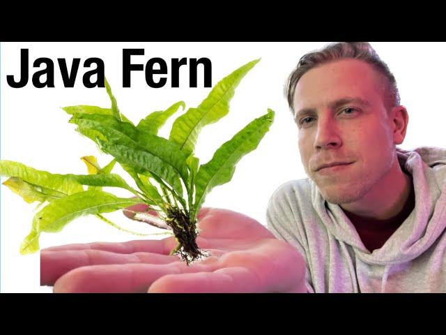 Java Fern Plant Care Guide