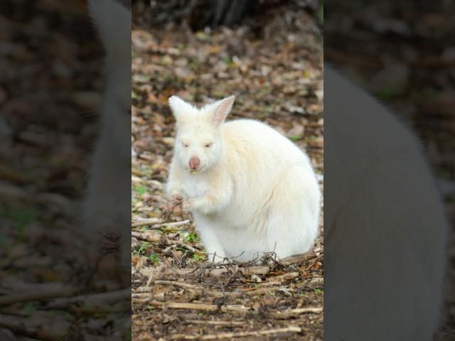 The White Wallaby #nikonz8 #tasmania