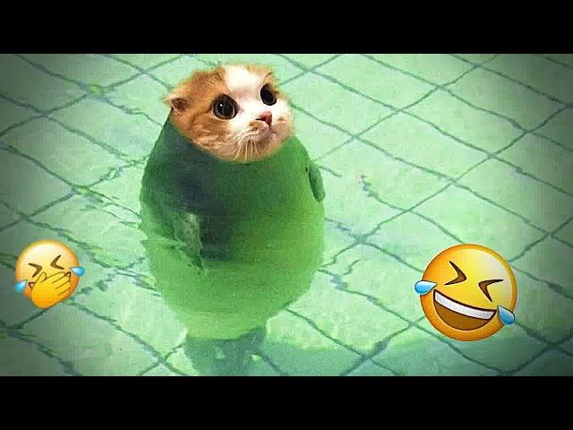 Funny ANIMALS videos 2024New Funny Cats and Dogs Videos