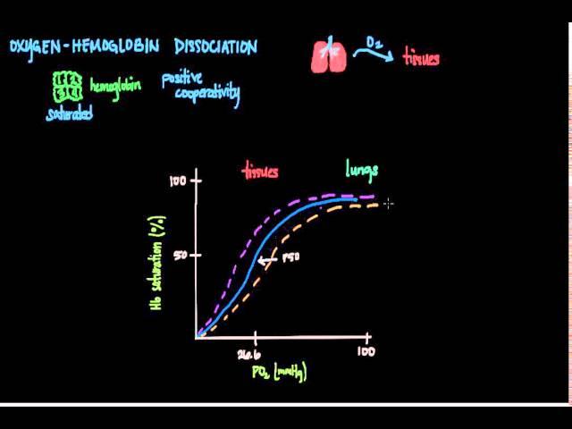 Oxygen-Hemoglobin Dissociation Curve