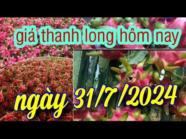 giá thanh long hôm nay ngày 31/7/2024