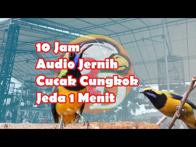 Masteran Cucak Cungkok Jernih 10 Jam ||Jeda 1 Menit||