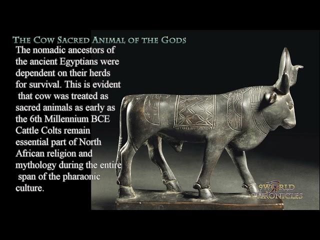 The Cow Sacred Animal of the Gods