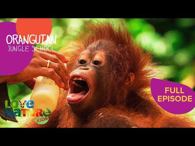 Hungry Orangutan Gets Dramatic Smackdown | Orangutan Jungle School 303