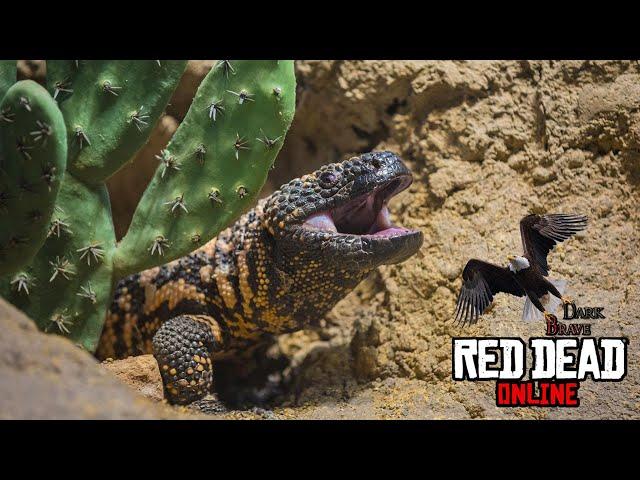 RDR 2 Online Banded Gila Monsters Location (Banded Gila Monsters skinned)