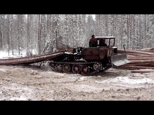 Один день из жизни лесоруба,валка леса бензопилами.Услуги лесозаготовки оказываем по РФ.